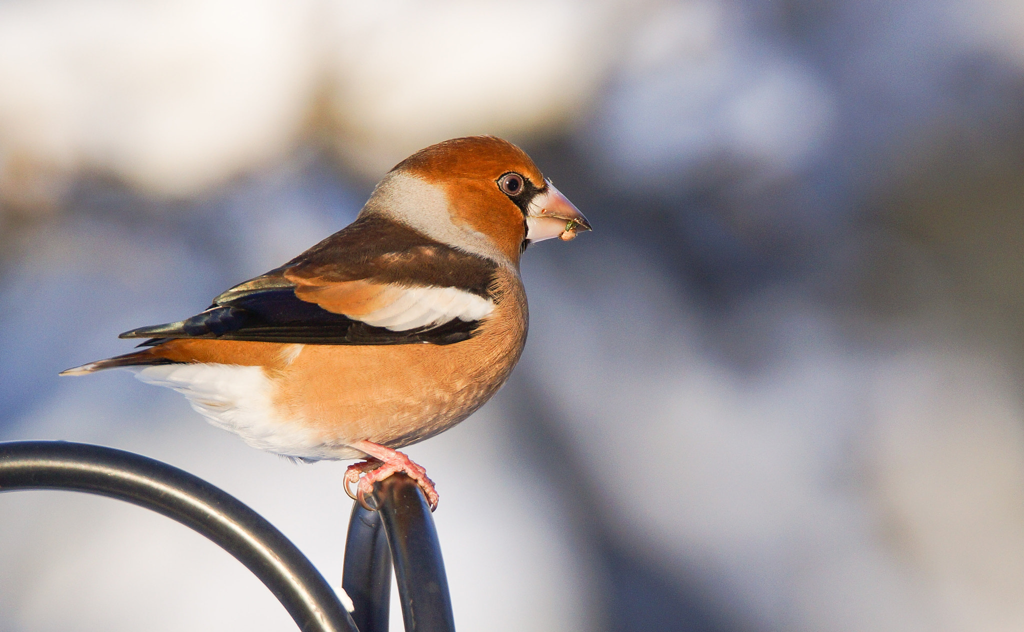 Sony SLT-A65 (SLT-A65V) + Tamron SP 150-600mm F5-6.3 Di VC USD sample photo. Hawfinch photography
