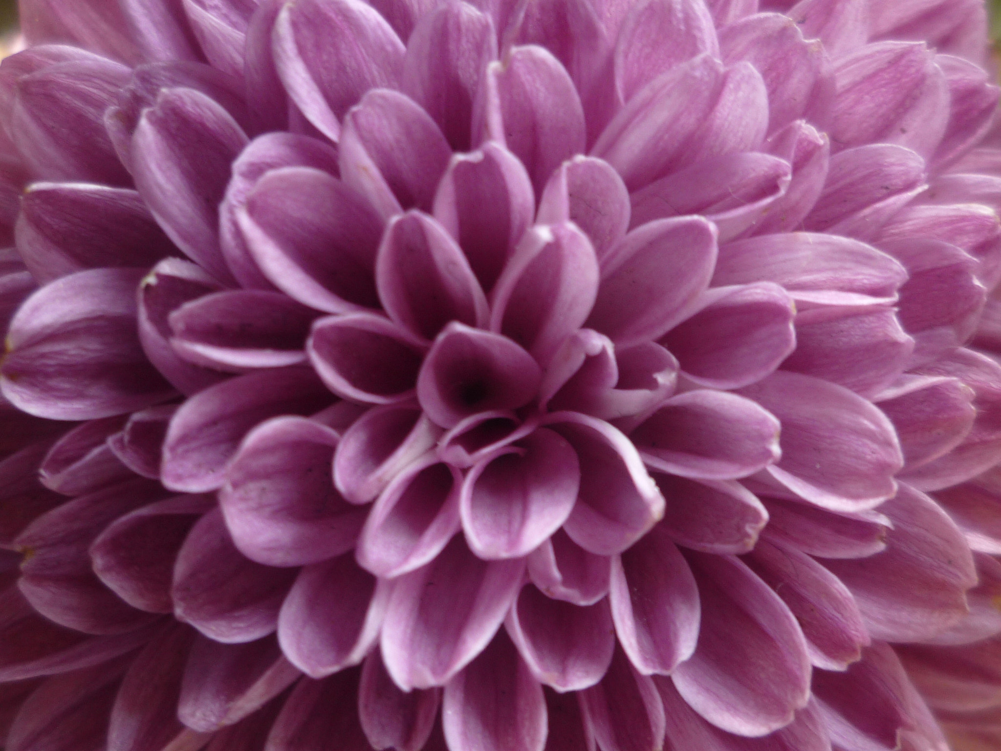 Panasonic DMC-FH3 sample photo. Home garden - chrysanthimum photography