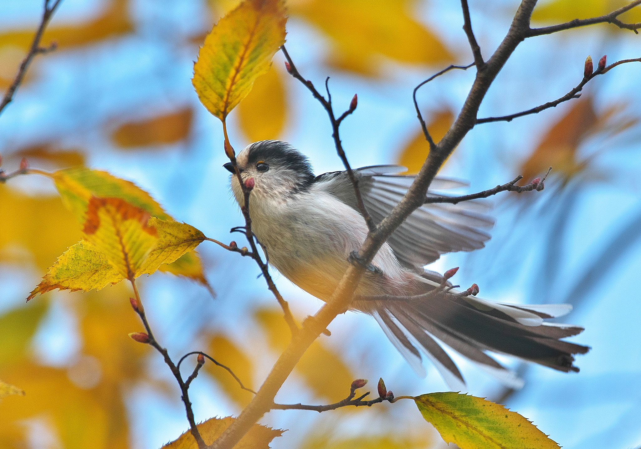 Canon EF 300mm F2.8L IS II USM sample photo. Long-tailed tit photography