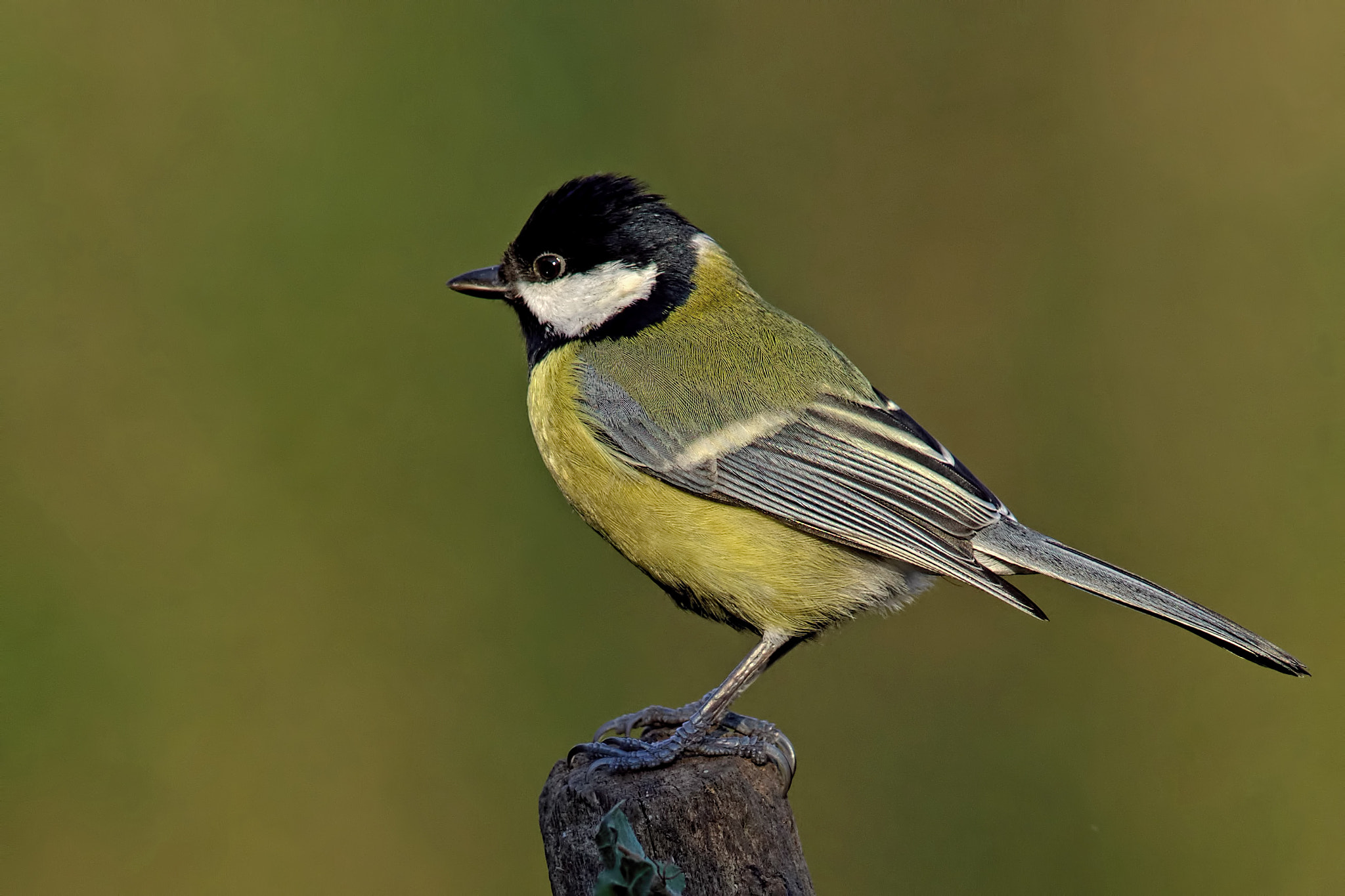 Sony a99 II sample photo. Great tit photography