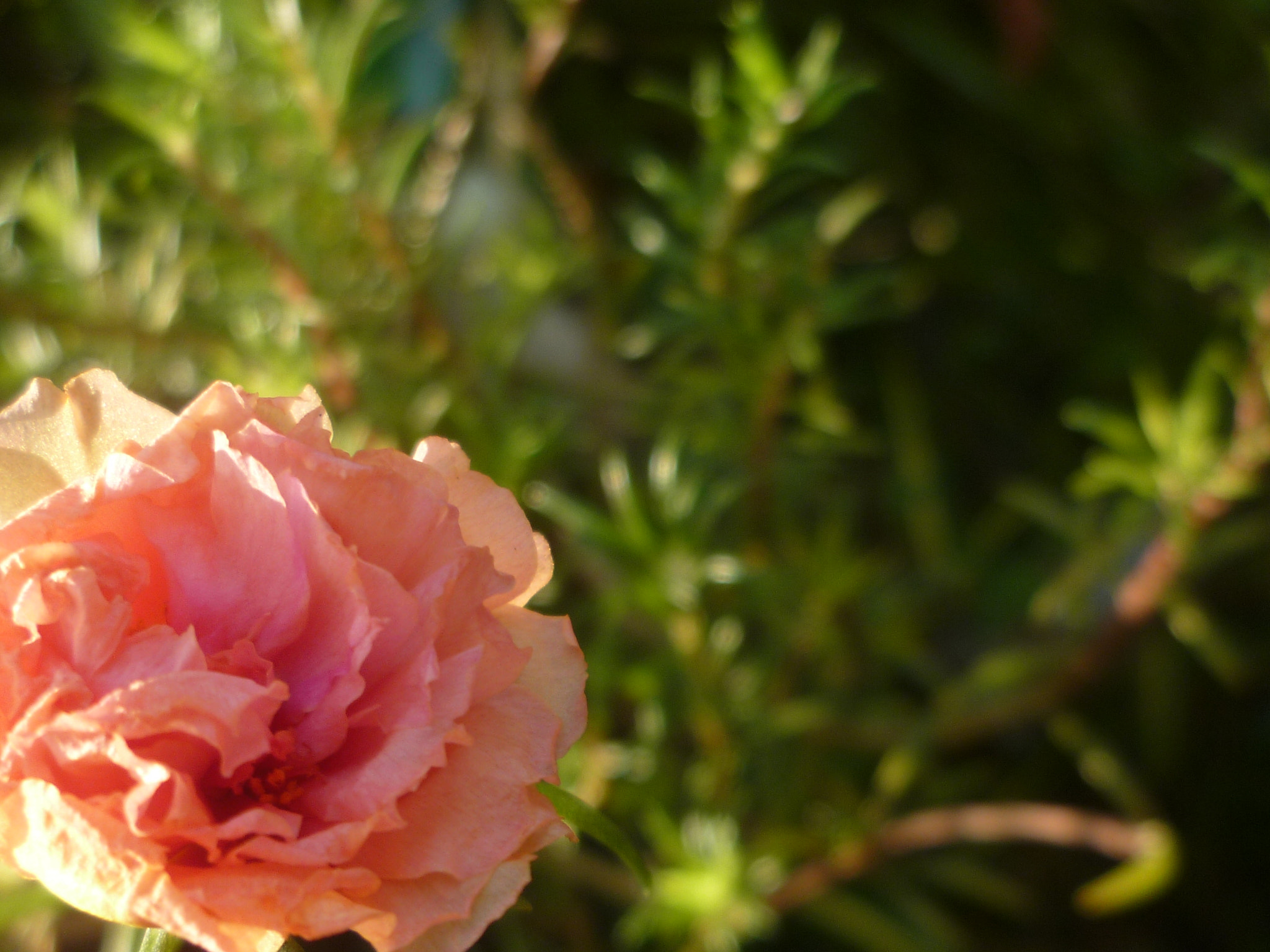 Panasonic DMC-FH3 sample photo. Moss rose photography