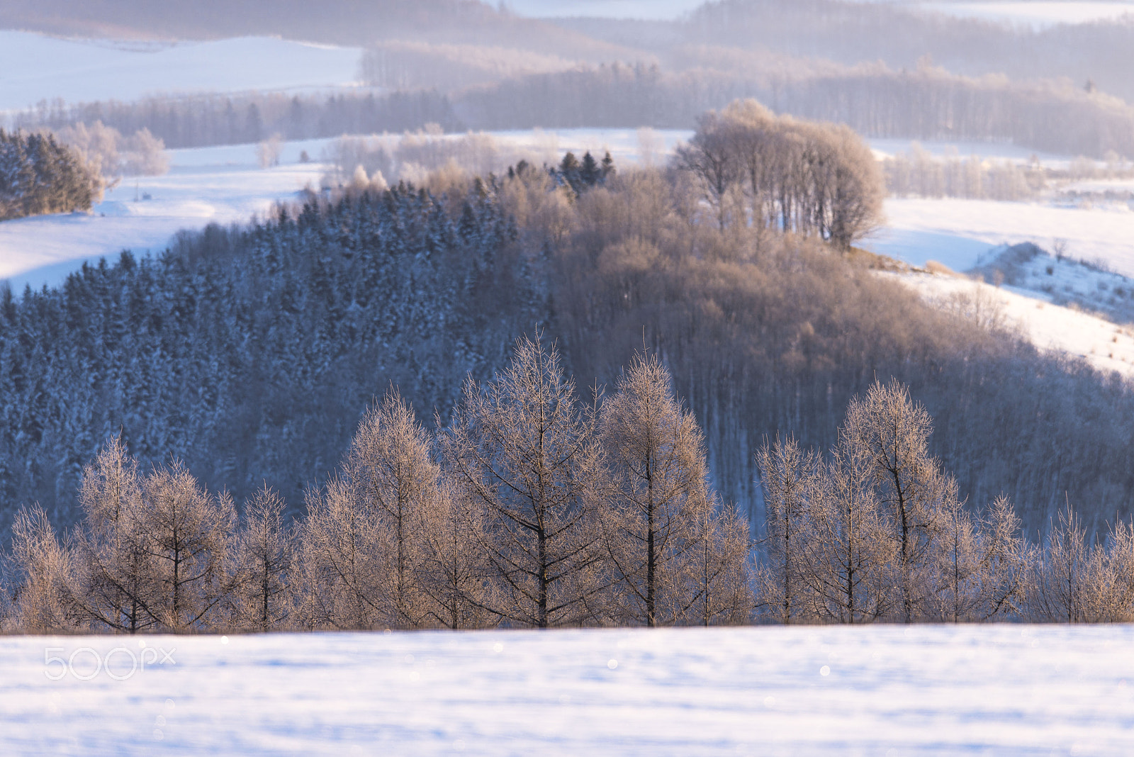 Nikon AF-S Nikkor 400mm F2.8G ED VR II sample photo. 霧氷輝く丘の木々 photography