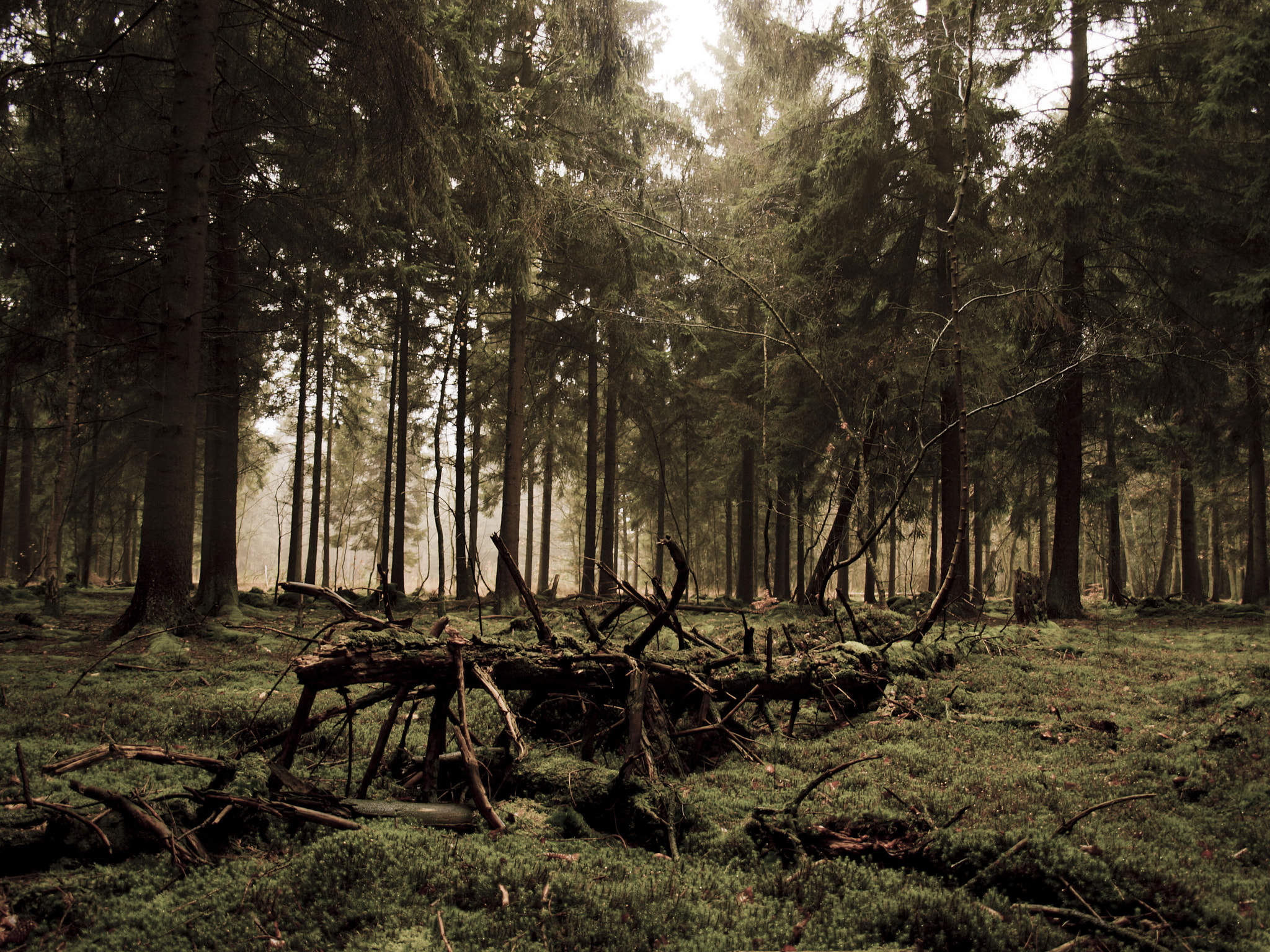 Olympus E-450 (EVOLT E-450) + OLYMPUS 14-42mm Lens sample photo. Fallen tree photography