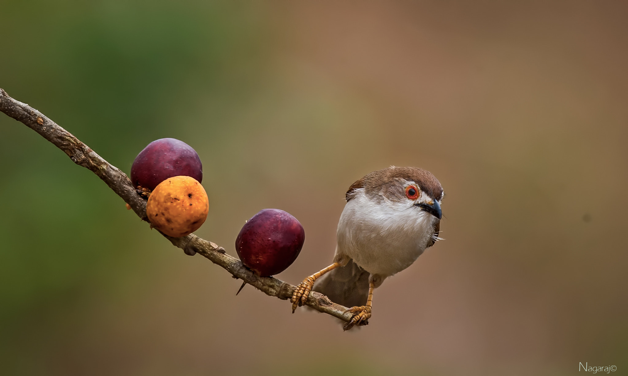 Nikon D4S + Nikon AF-S Nikkor 500mm F4G ED VR sample photo. Do i weigh more? photography