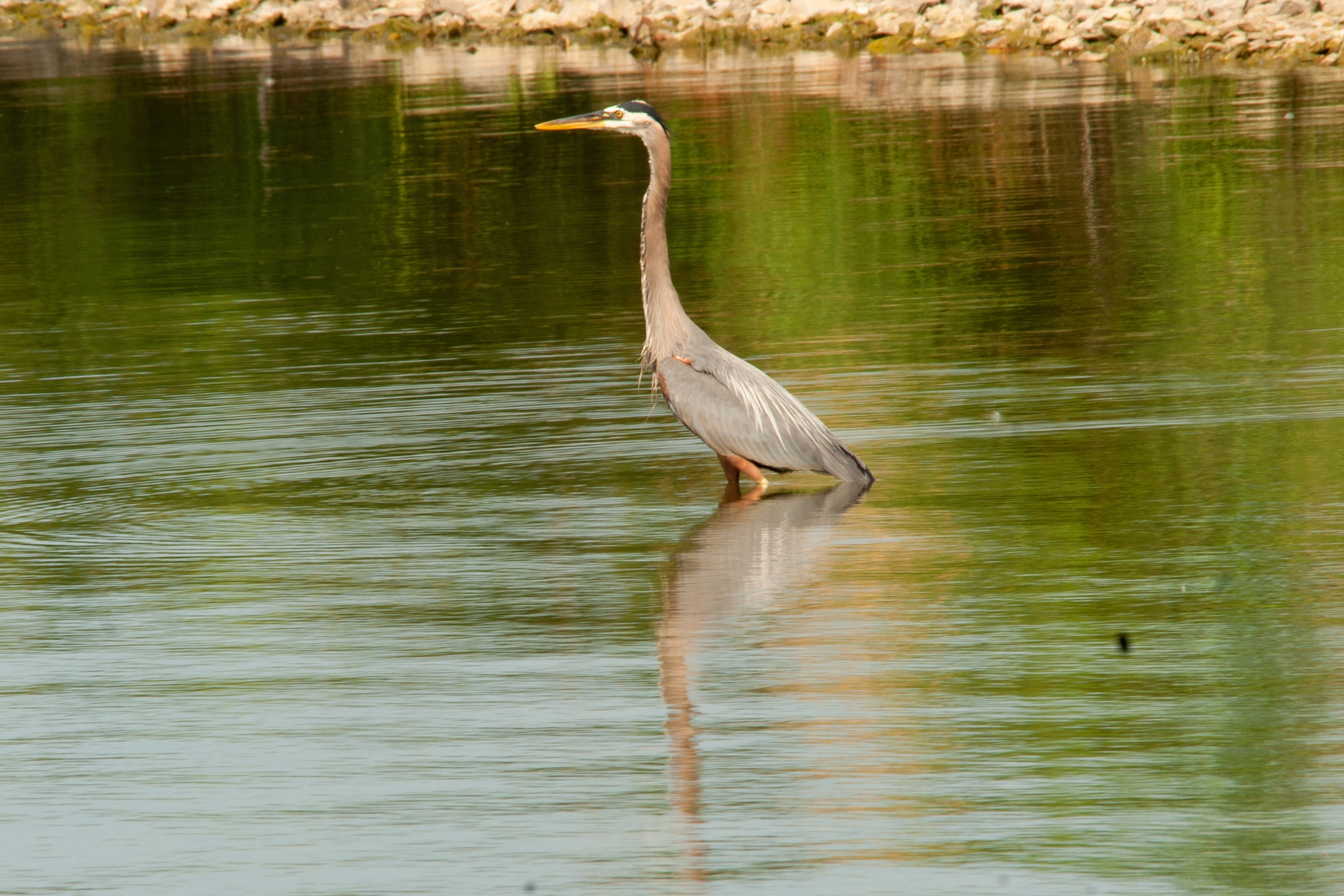 Sony Alpha DSLR-A350 + Sigma 150-500mm F5-6.3 DG OS HSM sample photo. Alert photography