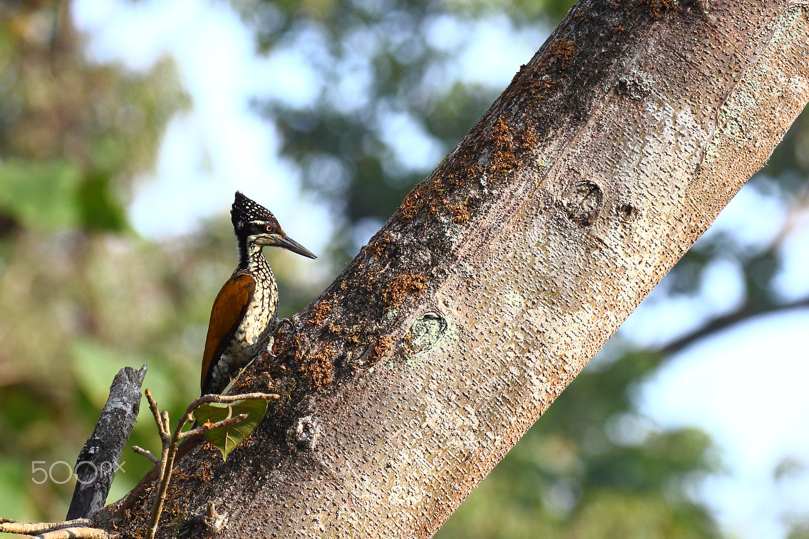 Canon EF 100-400mm F4.5-5.6L IS II USM sample photo. Rufus flamed back woodpecker photography