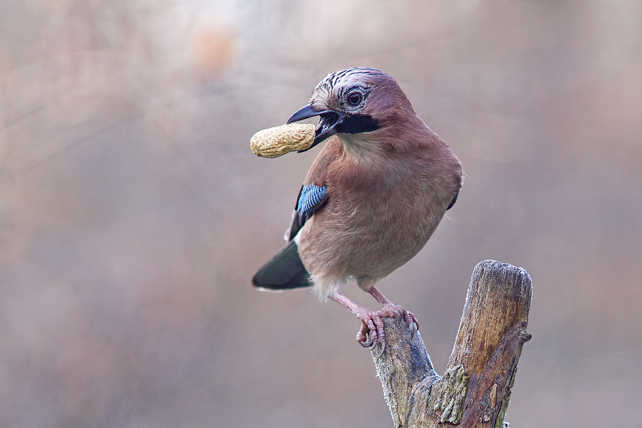 Sony a99 II + Minolta AF 300mm F2.8 HS-APO G sample photo. Jay photography