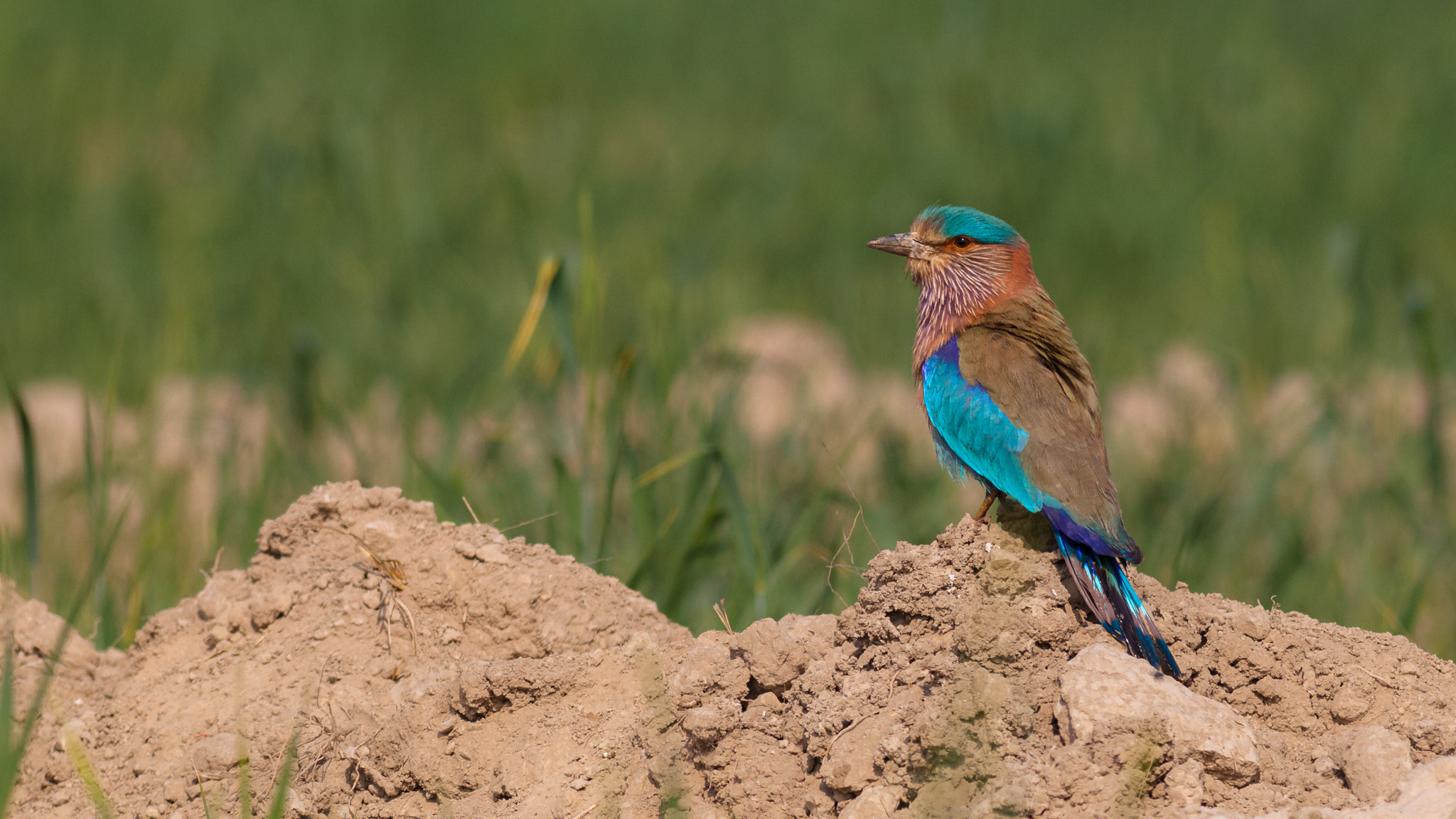 Canon EOS-1D Mark IV + Canon EF 400mm F5.6L USM sample photo. Indian roller photography
