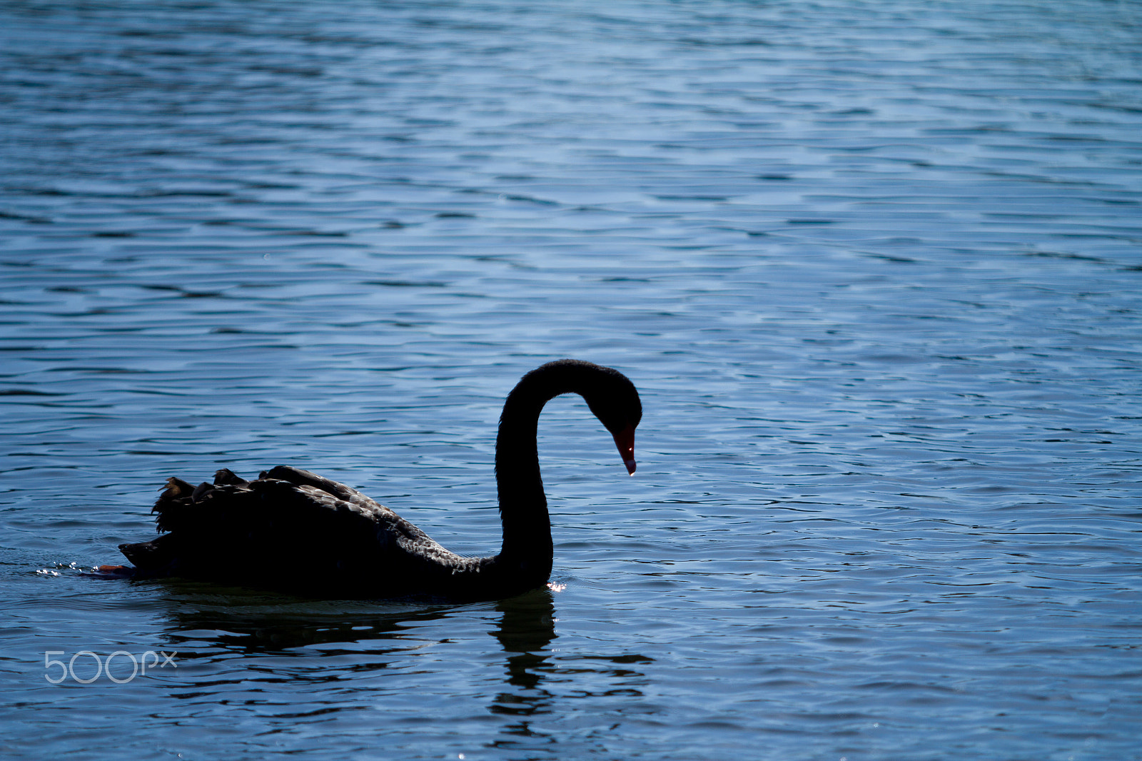 Canon EOS 60D + Canon EF 80-200mm f/2.8L sample photo. Black swan in a lake photography