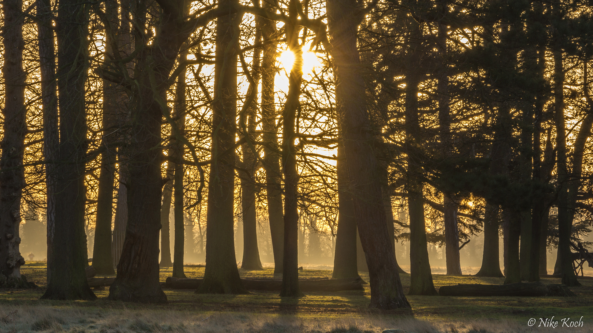 Sony 70-400mm F4-5.6 G SSM II sample photo. Hazy morning in the woods photography