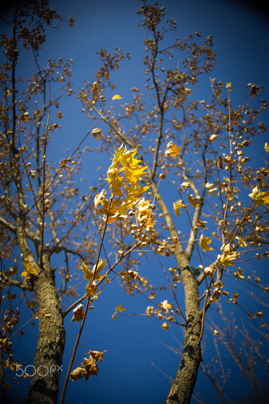 Canon EF 28-80mm f/2.8-4L sample photo. Autumn tree photography