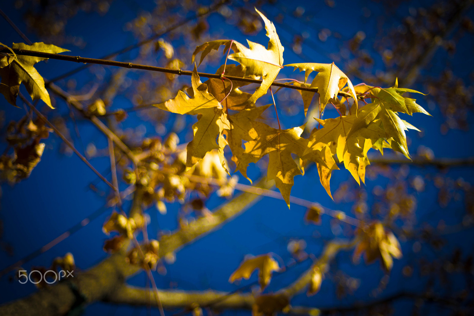 Canon EF 28-80mm f/2.8-4L sample photo. Autumn tree photography