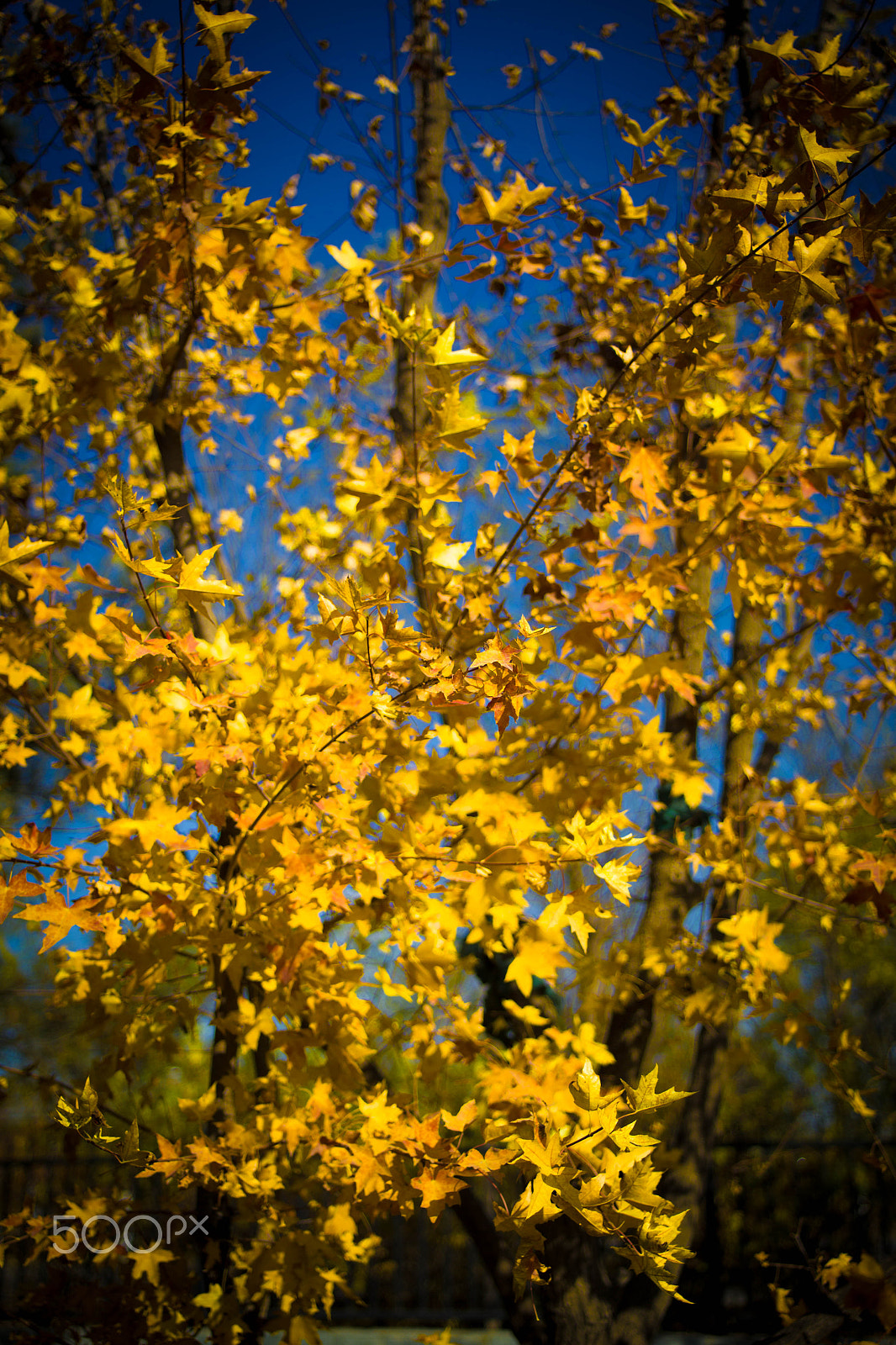 Canon EF 28-80mm f/2.8-4L sample photo. Autumn tree photography