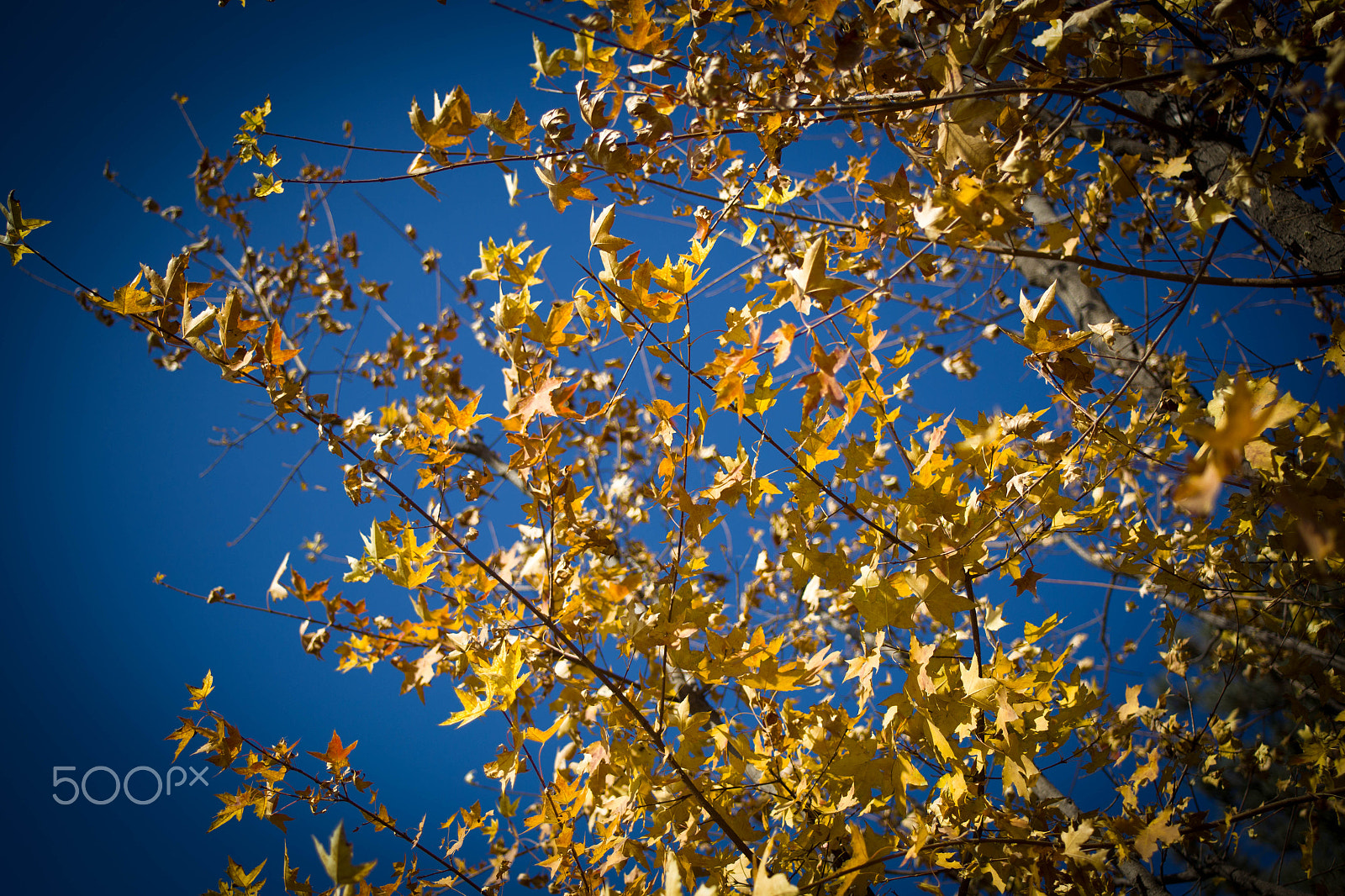 Canon EF 28-80mm f/2.8-4L sample photo. Autumn tree photography