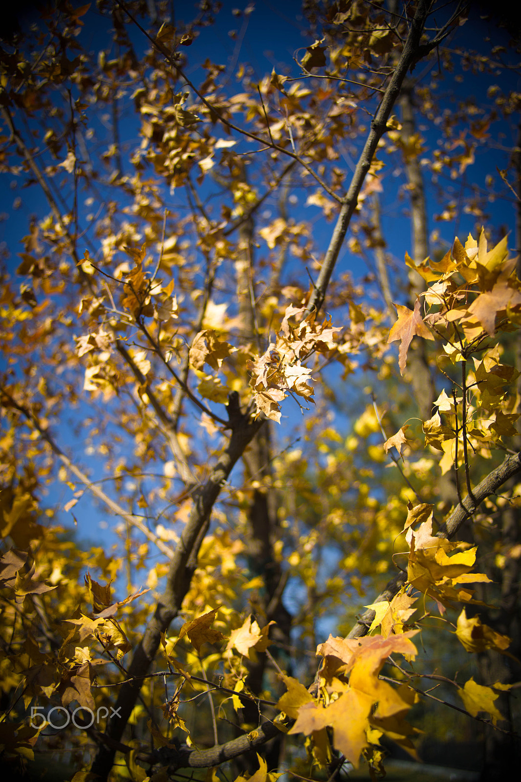 Canon EF 28-80mm f/2.8-4L sample photo. Autumn tree photography