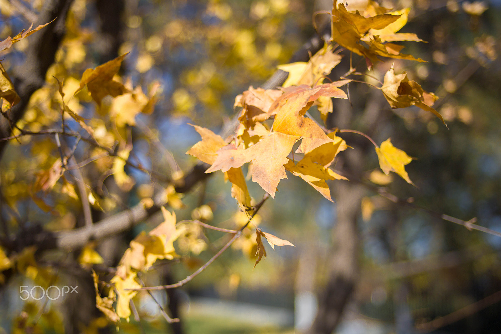 Canon EF 28-80mm f/2.8-4L sample photo. Autumn tree photography
