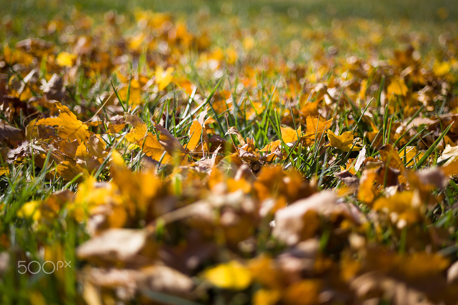 Canon EF 28-80mm f/2.8-4L sample photo. Autumn tree photography