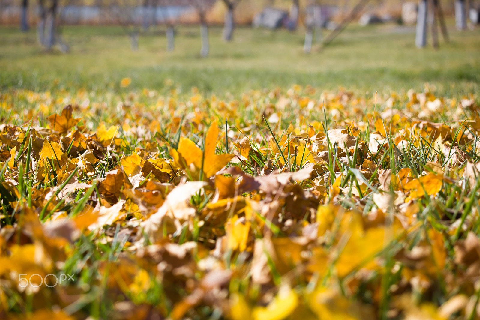 Canon EF 28-80mm f/2.8-4L sample photo. Autumn tree photography
