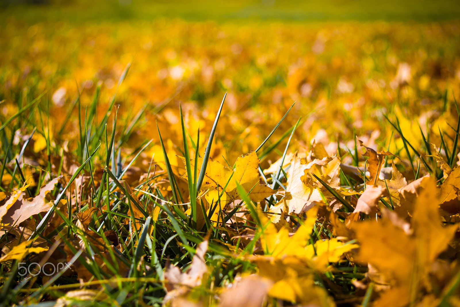 Canon EF 28-80mm f/2.8-4L sample photo. Autumn tree photography