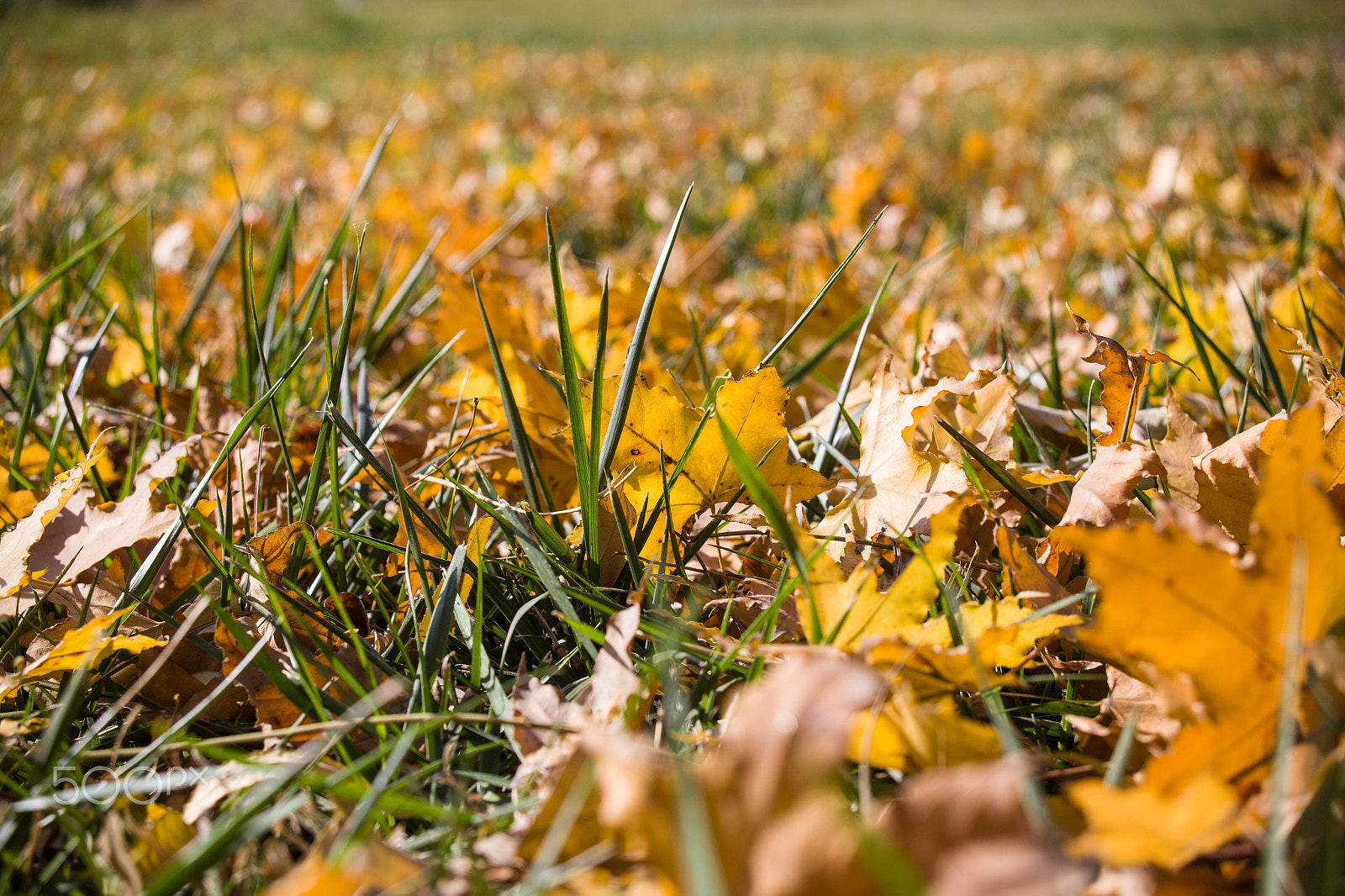 Canon EF 28-80mm f/2.8-4L sample photo. Autumn tree photography
