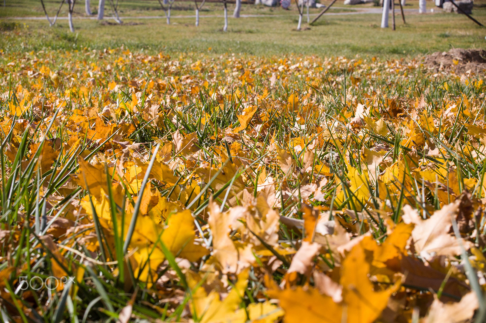 Canon EF 28-80mm f/2.8-4L sample photo. Autumn tree photography