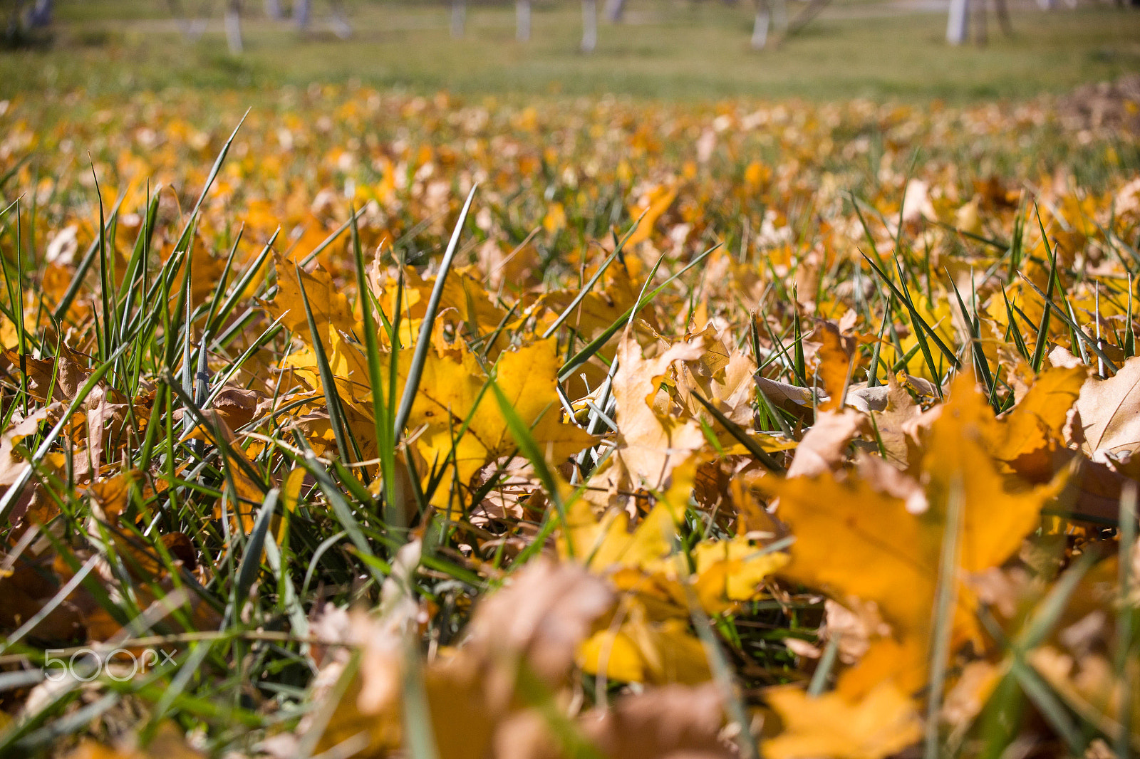 Canon EF 28-80mm f/2.8-4L sample photo. Autumn tree photography