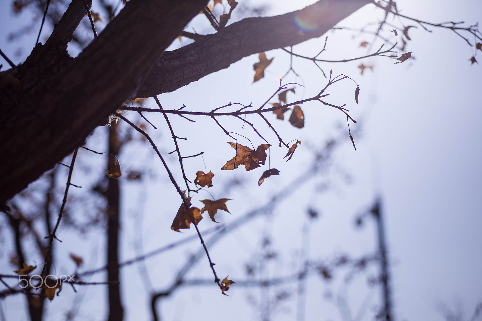 Canon EF 28-80mm f/2.8-4L sample photo. Autumn tree photography