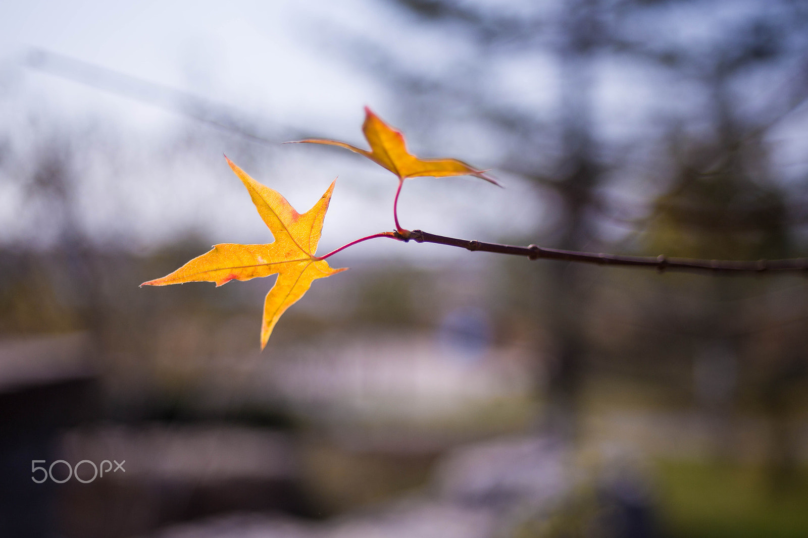Canon EF 28-80mm f/2.8-4L sample photo. Autumn tree photography