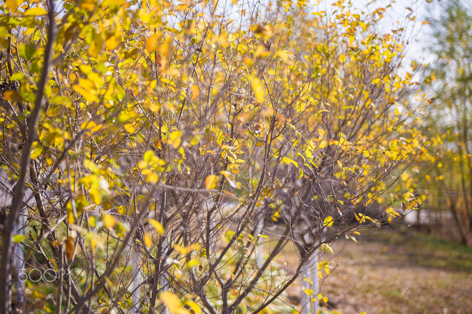 Canon EF 28-80mm f/2.8-4L sample photo. Autumn tree photography