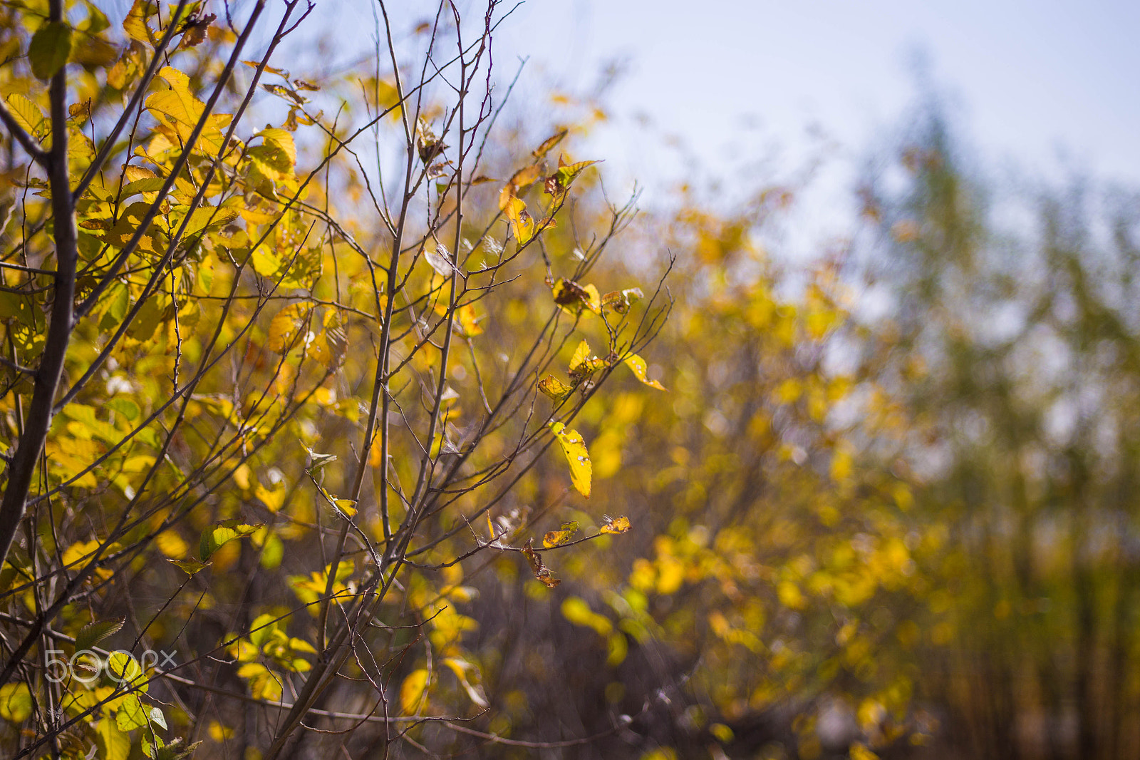 Canon EF 28-80mm f/2.8-4L sample photo. Autumn tree photography
