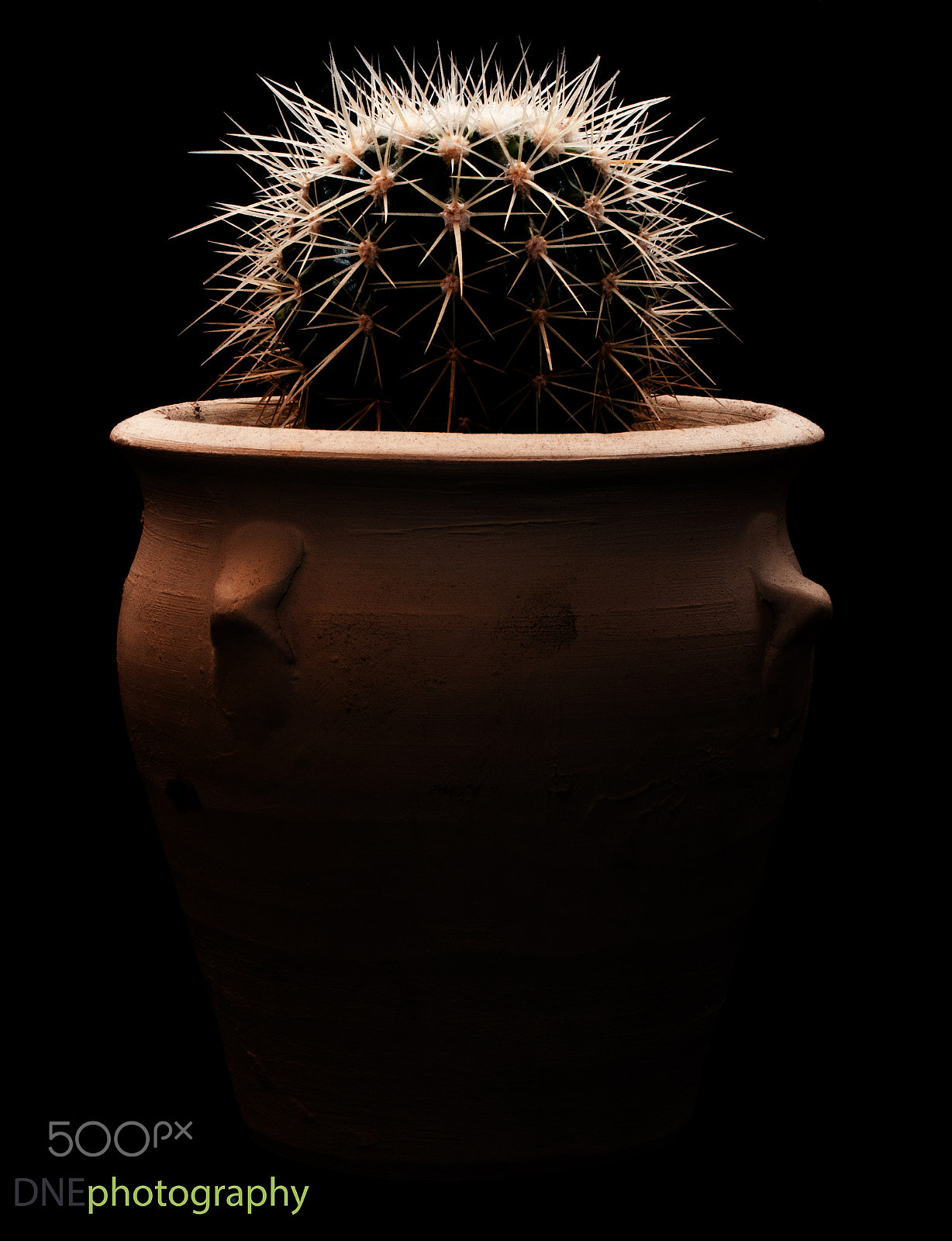 AF Zoom-Nikkor 35-70mm f/3.3-4.5 sample photo. Cactus photography