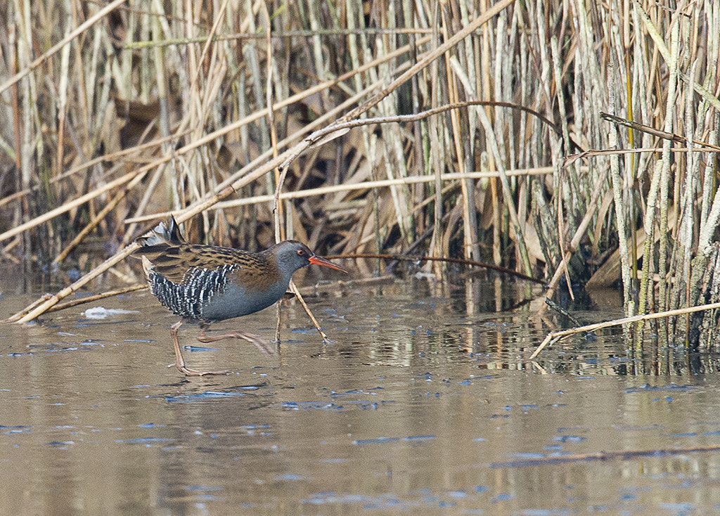 Nikon AF-S Nikkor 600mm F4D ED-IF II sample photo. Water rail (rallus aquaticus) photography
