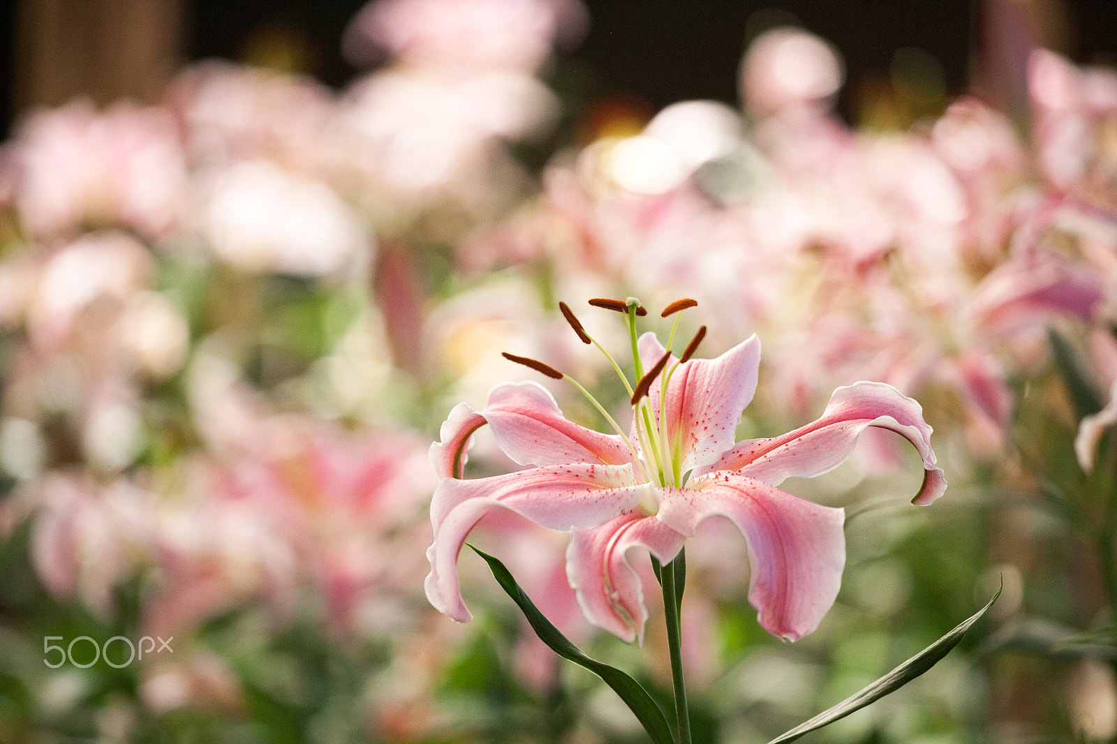 Canon EOS-1Ds Mark II sample photo. Lilly photography