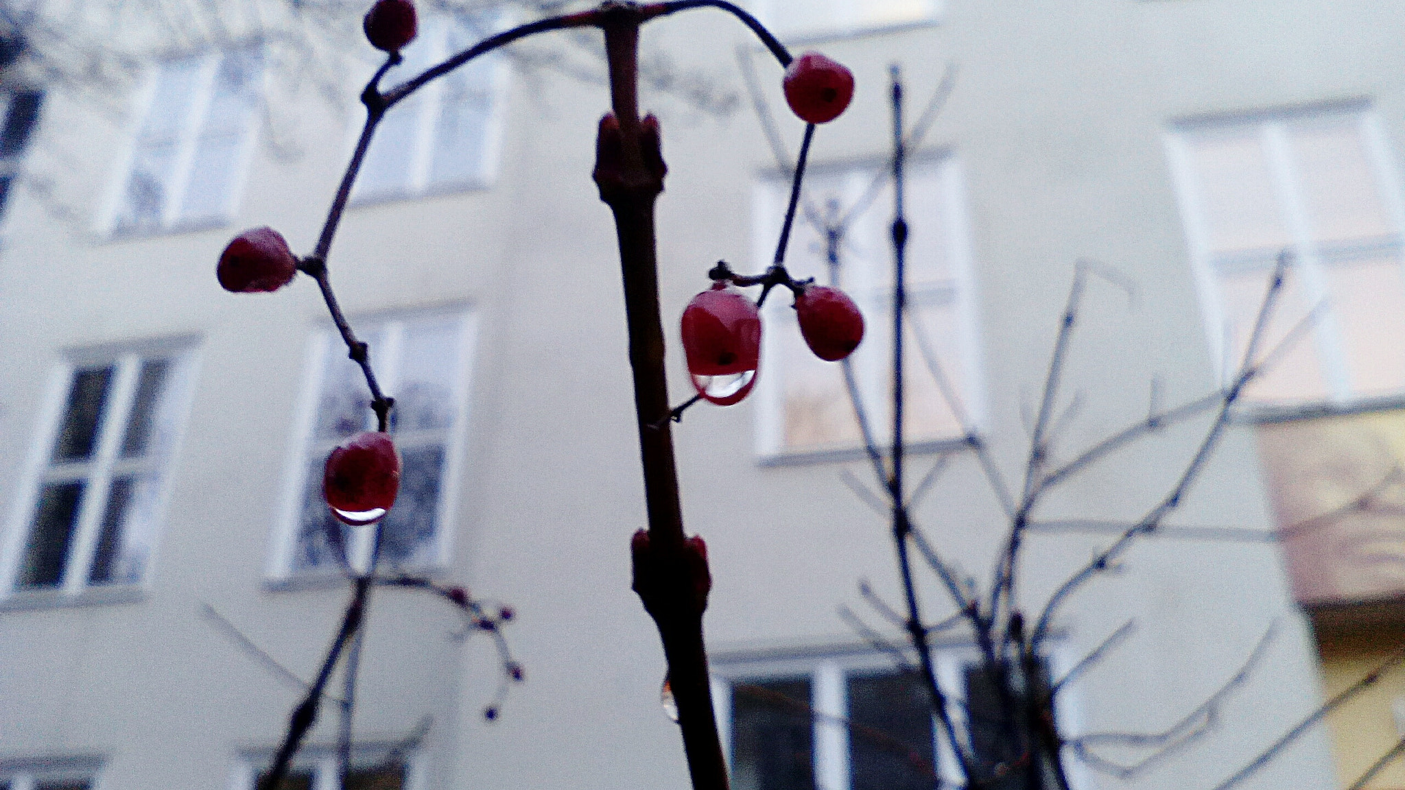 TCT ALCATEL ONE TOUCH 7041D sample photo. Cold photography