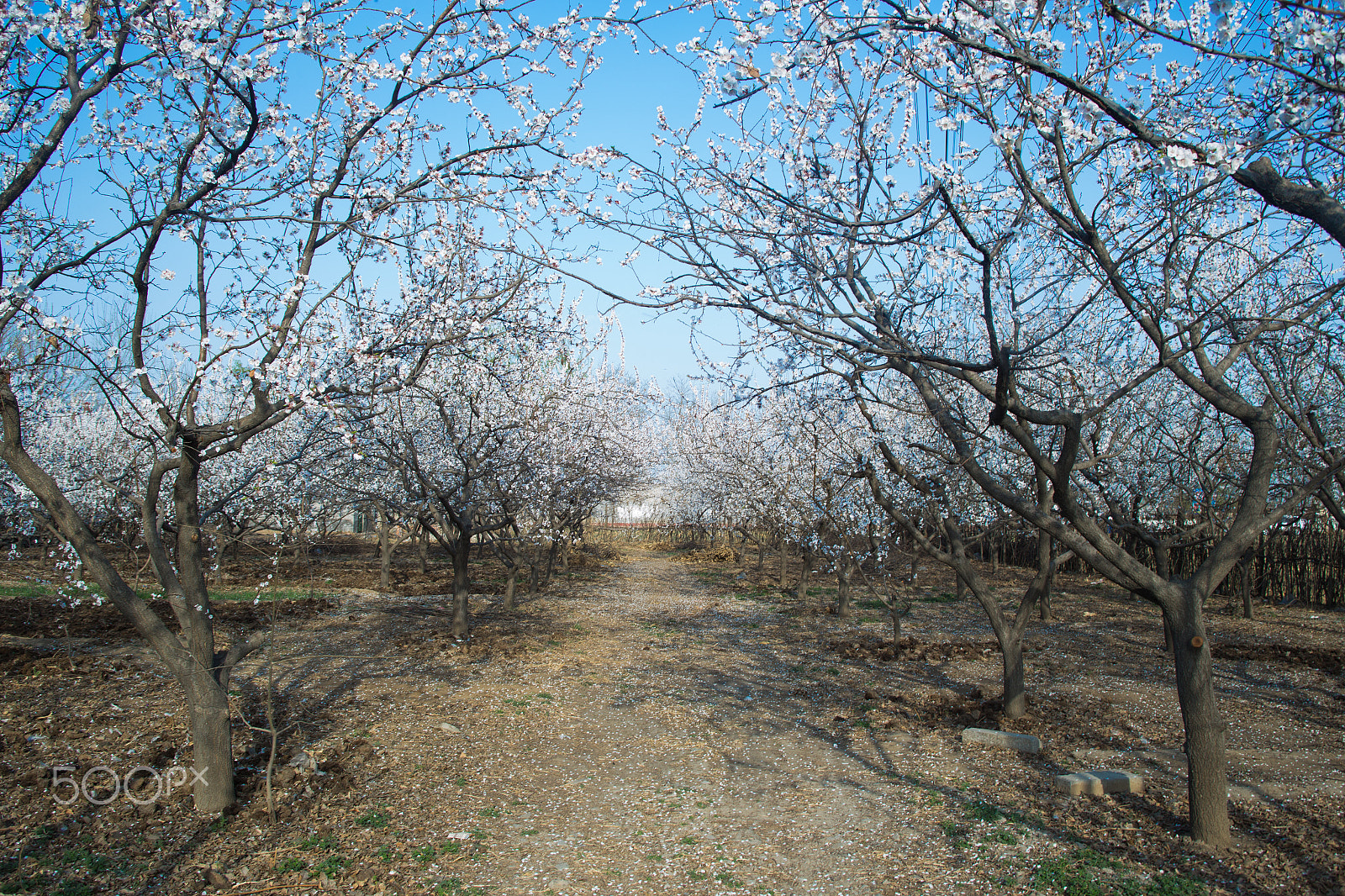 Canon EF 28-80mm f/2.8-4L sample photo. Peach flower photography