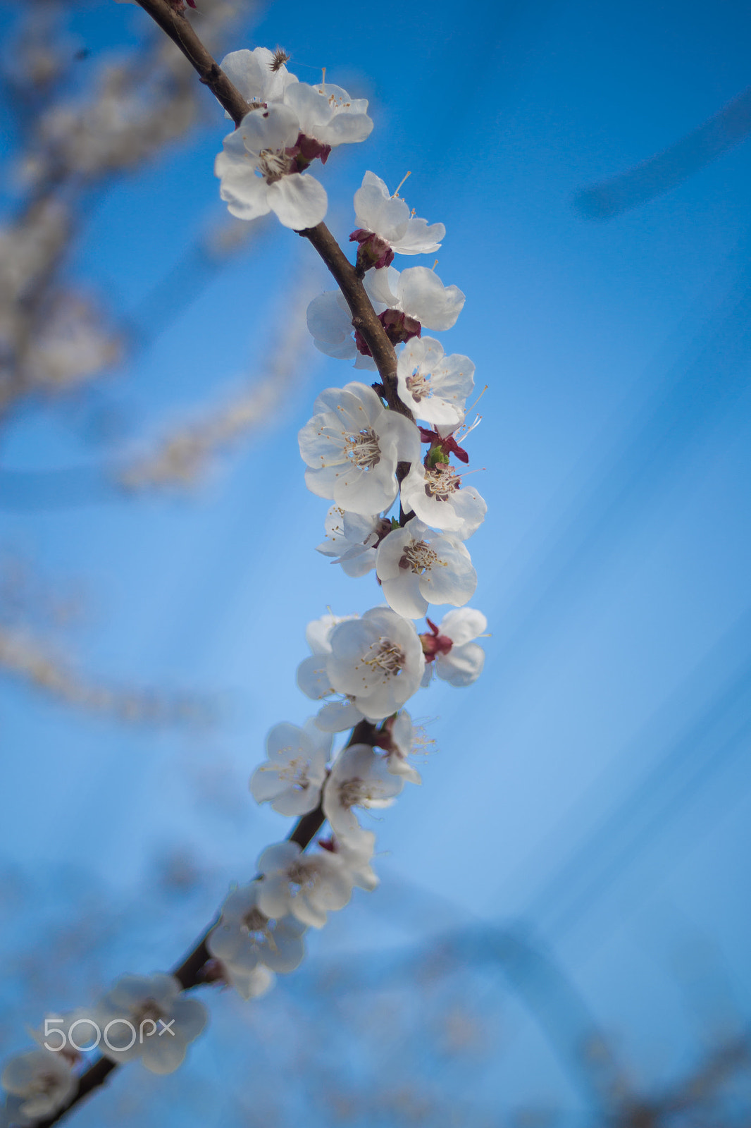 Canon EF 28-80mm f/2.8-4L sample photo. Peach flower photography