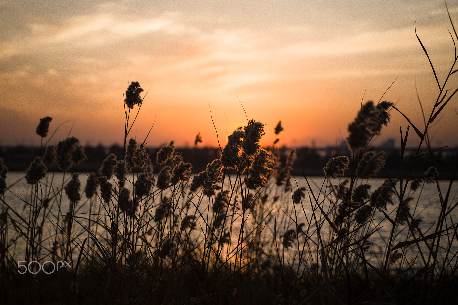 Canon EF 28-80mm f/2.8-4L sample photo. Floating reed photography
