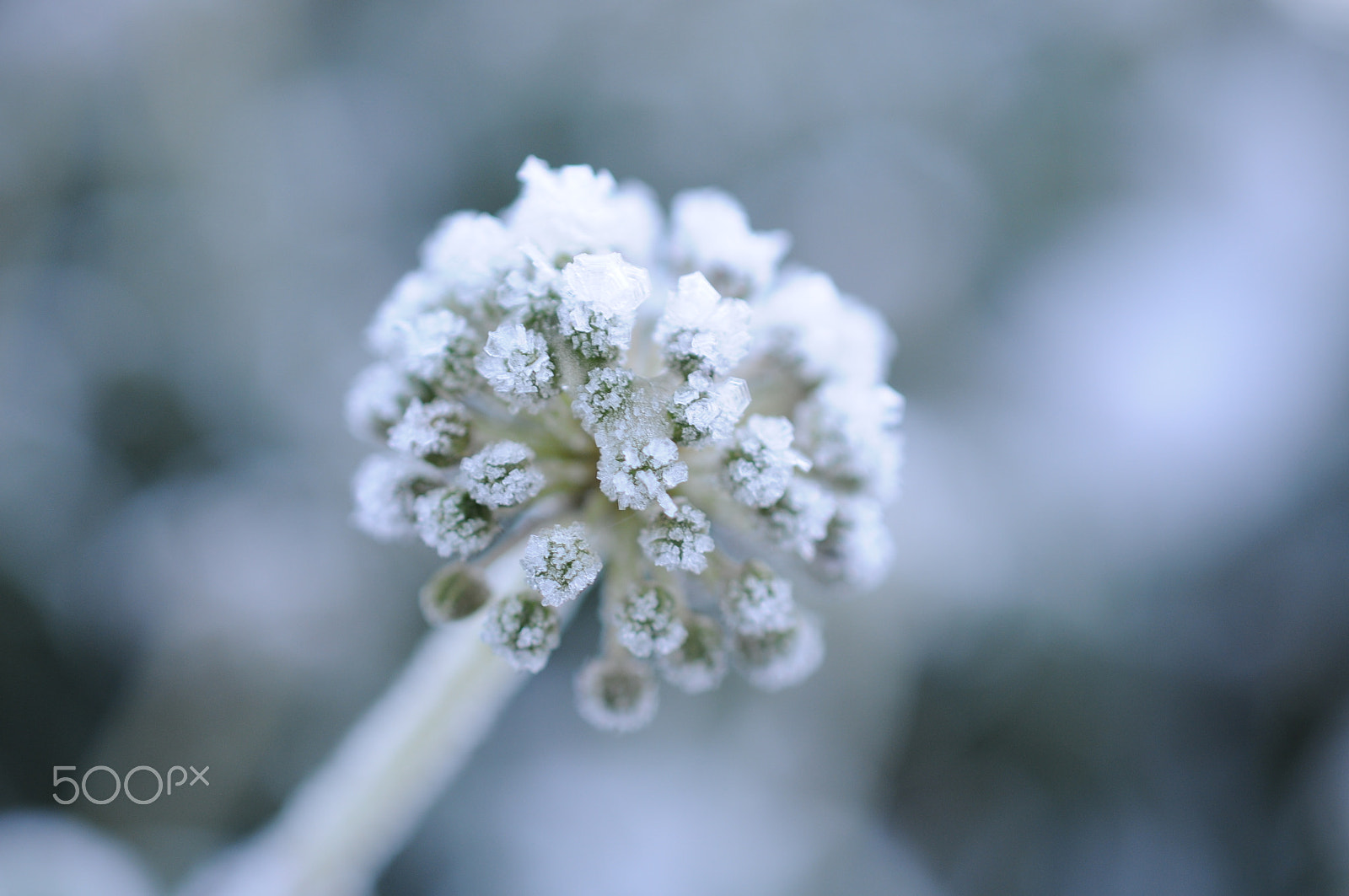 Nikon AF-S DX Micro Nikkor 40mm F2.8 sample photo. 20-2016 photography