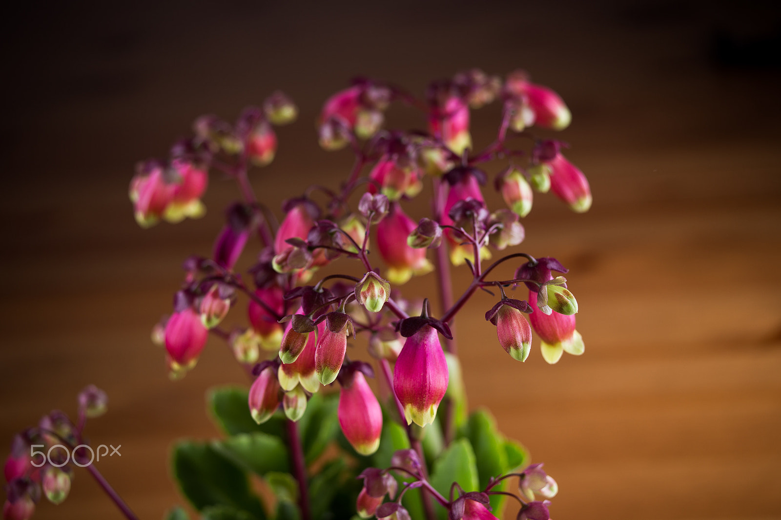 Canon EF 28-80mm f/2.8-4L sample photo. Fuchsia photography