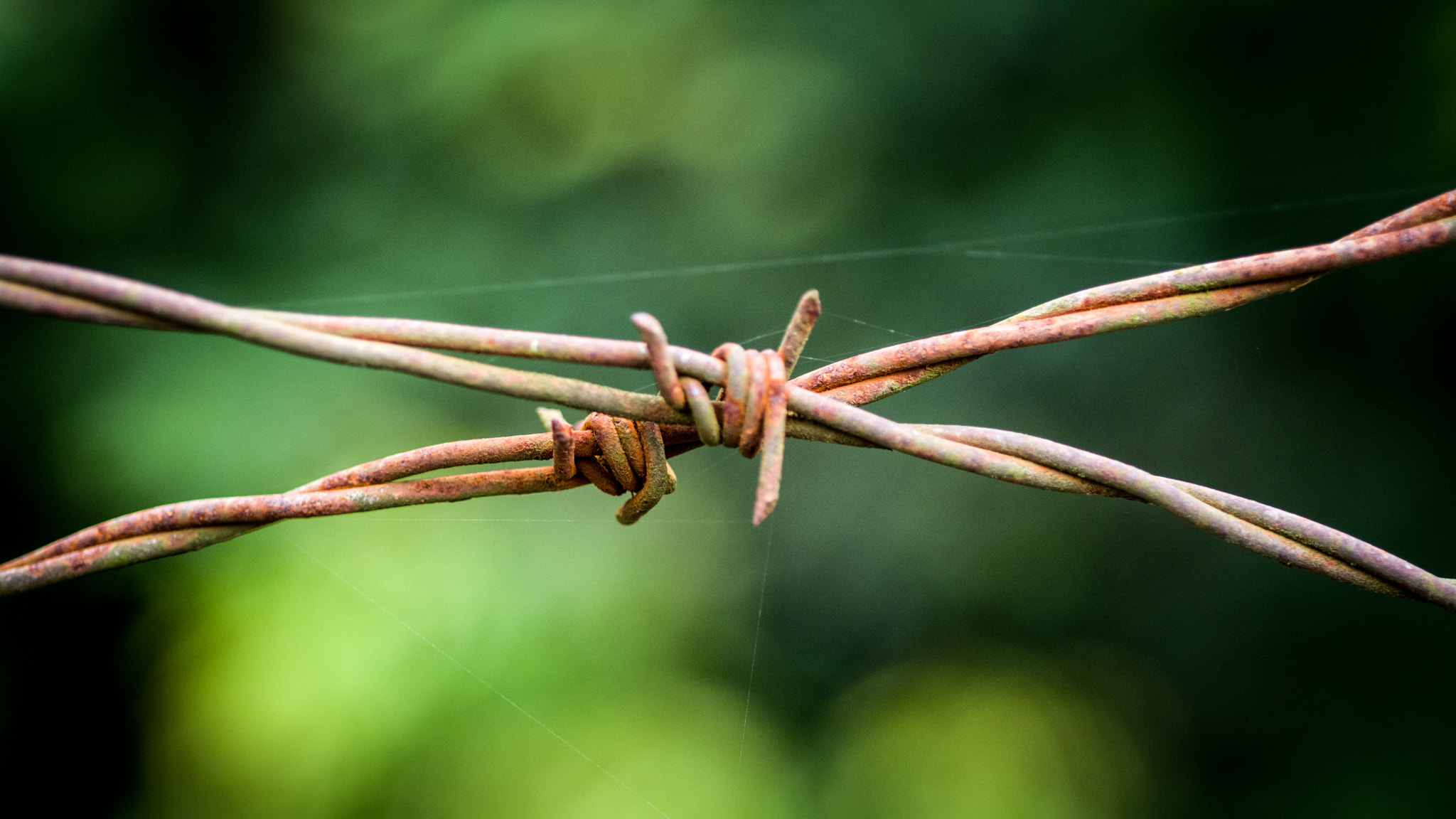 Nikon D5200 + AF Micro-Nikkor 60mm f/2.8 sample photo. Barbed wire photography