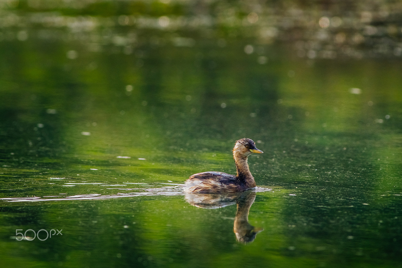 Canon EOS 60D + Canon EF 400mm F5.6L USM sample photo. Little grebe photography