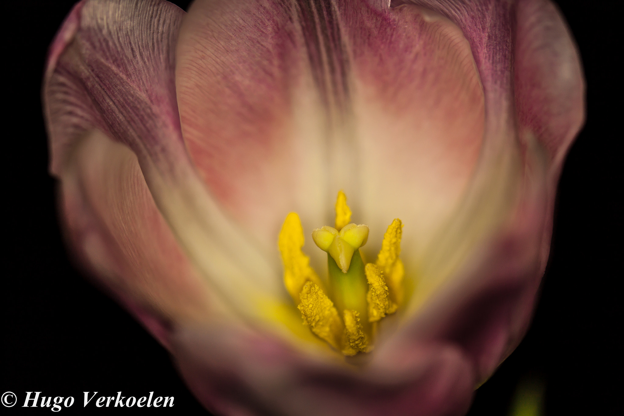 Sigma 105mm F2.8 EX DG OS HSM sample photo. Pink tulip photography