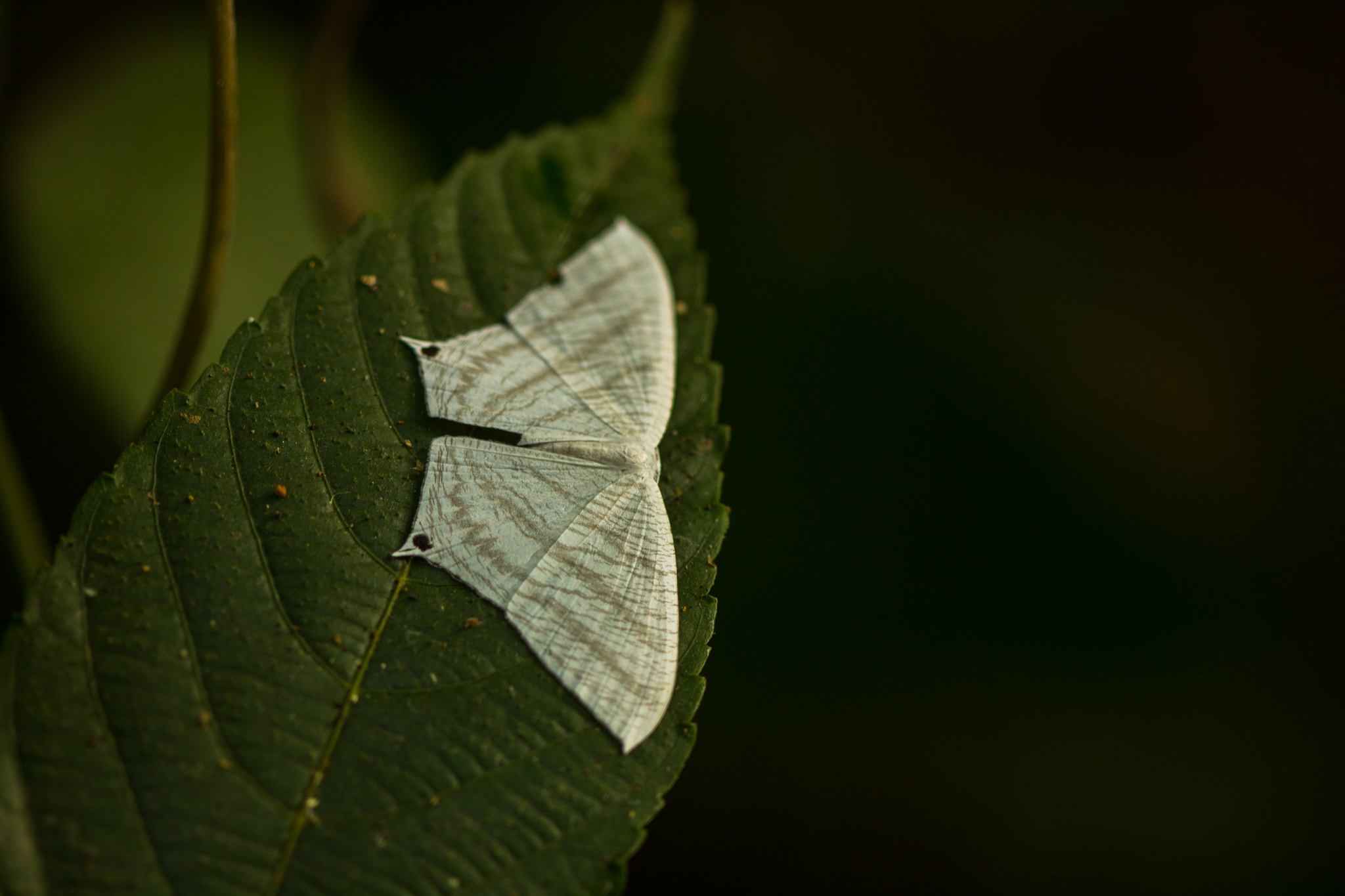 Canon EOS 600D (Rebel EOS T3i / EOS Kiss X5) + Canon EF 100mm F2.8 Macro USM sample photo. Cabera exanthemata photography