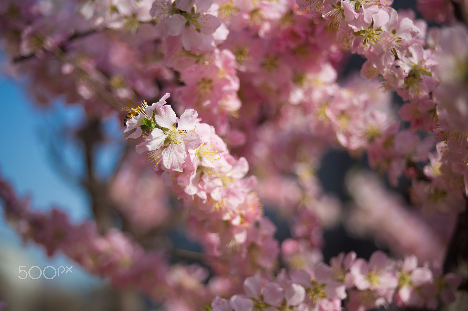 Canon EF 28-80mm f/2.8-4L sample photo. Peach flower photography