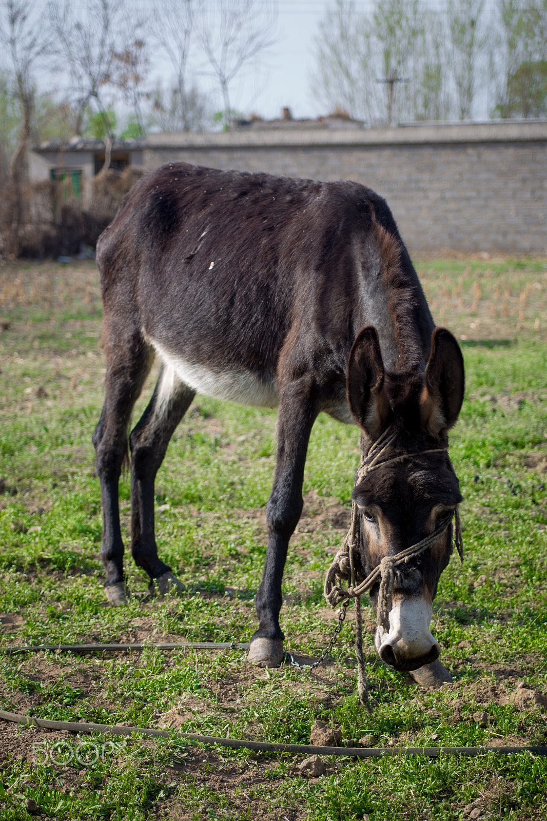 Canon EF 28-80mm f/2.8-4L sample photo. Donkey photography