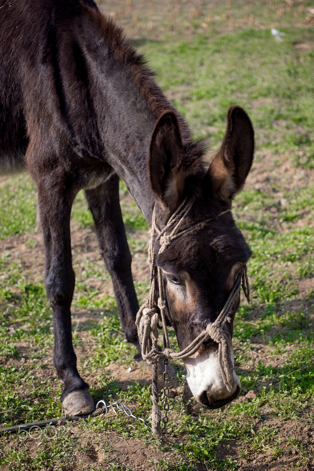 Canon EF 28-80mm f/2.8-4L sample photo. Donkey photography