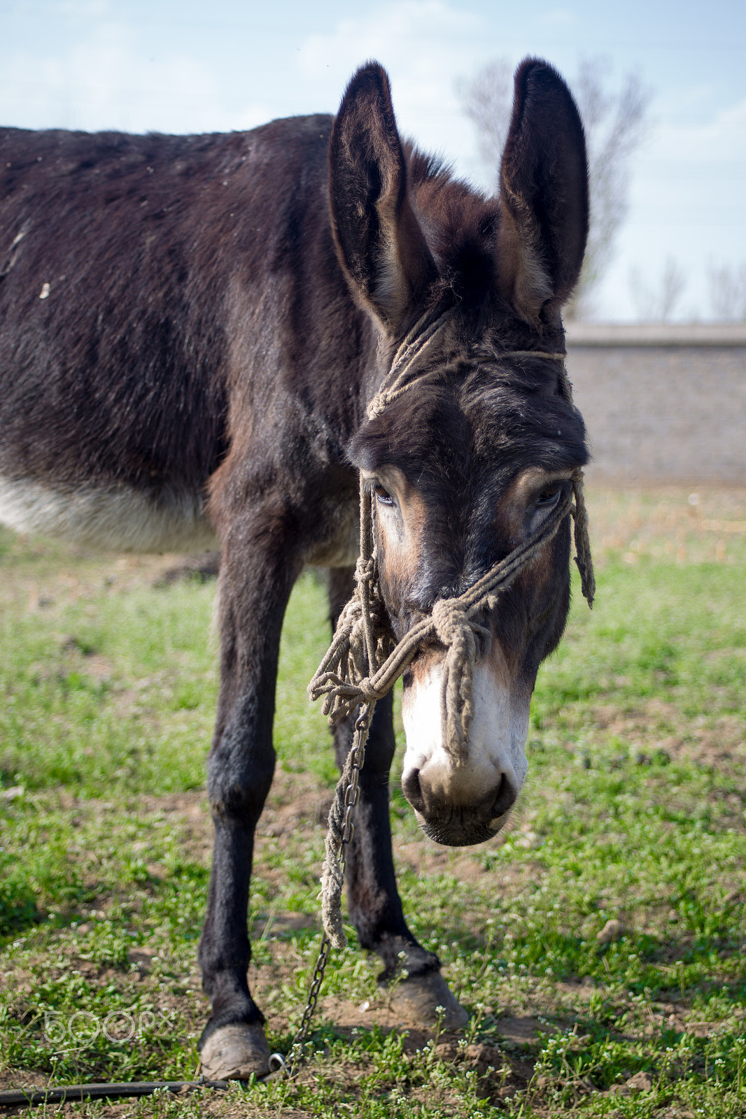 Canon EF 28-80mm f/2.8-4L sample photo. Donkey photography