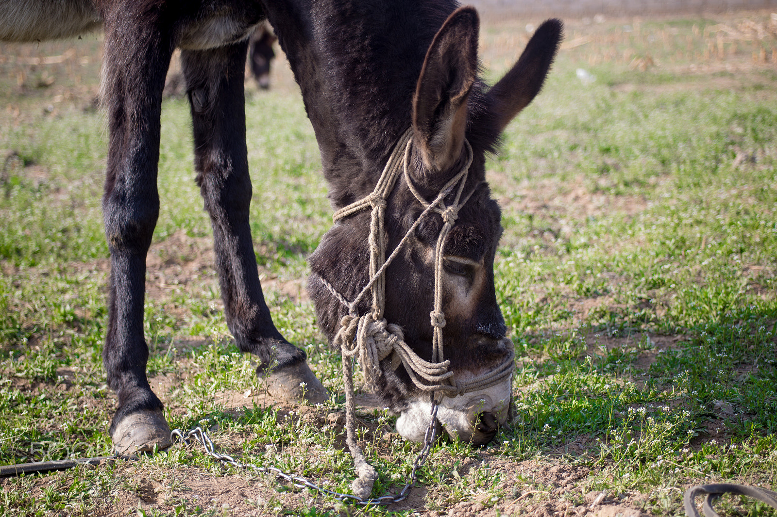 Canon EF 28-80mm f/2.8-4L sample photo. Donkey photography