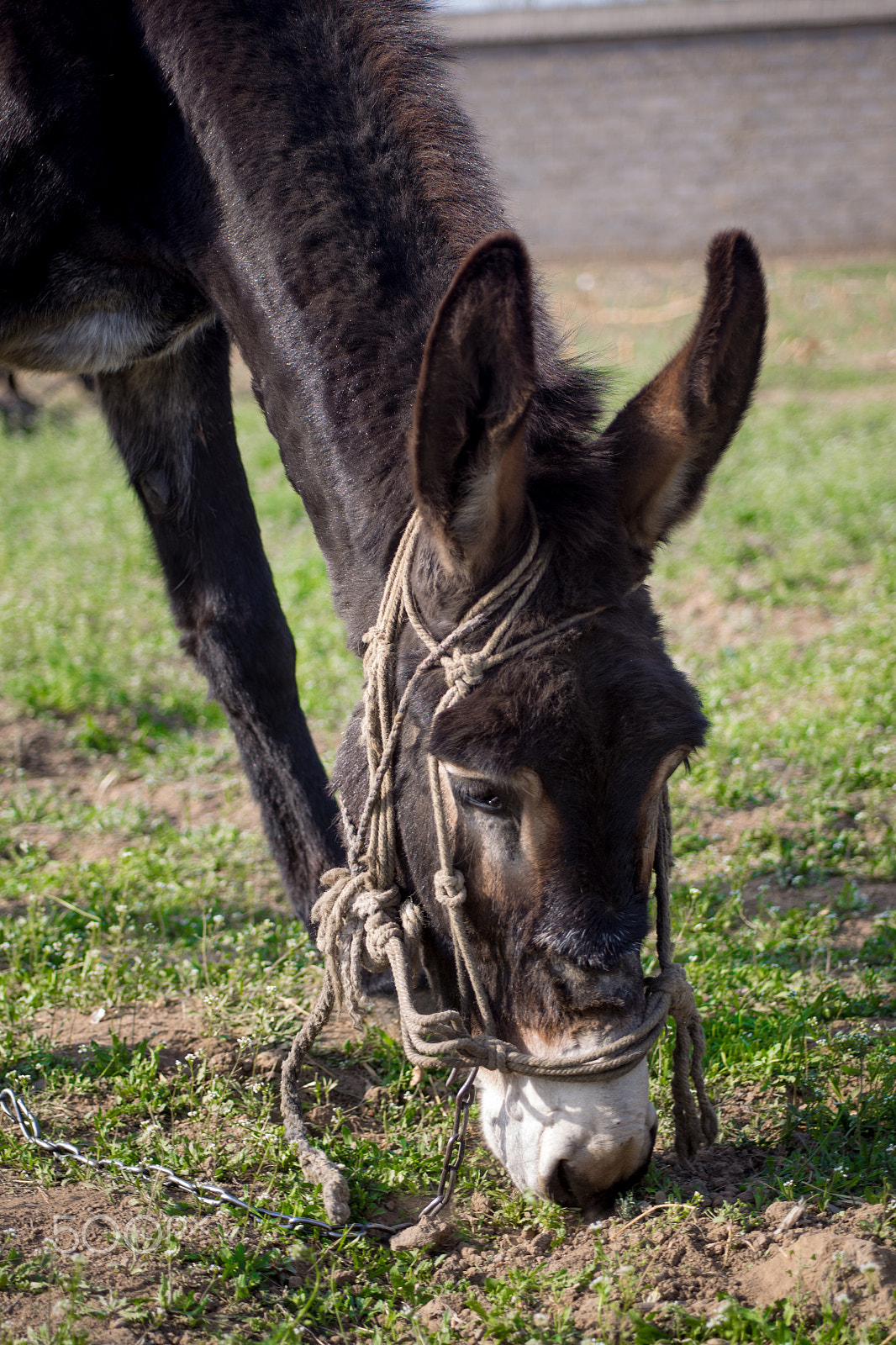 Canon EF 28-80mm f/2.8-4L sample photo. Donkey photography