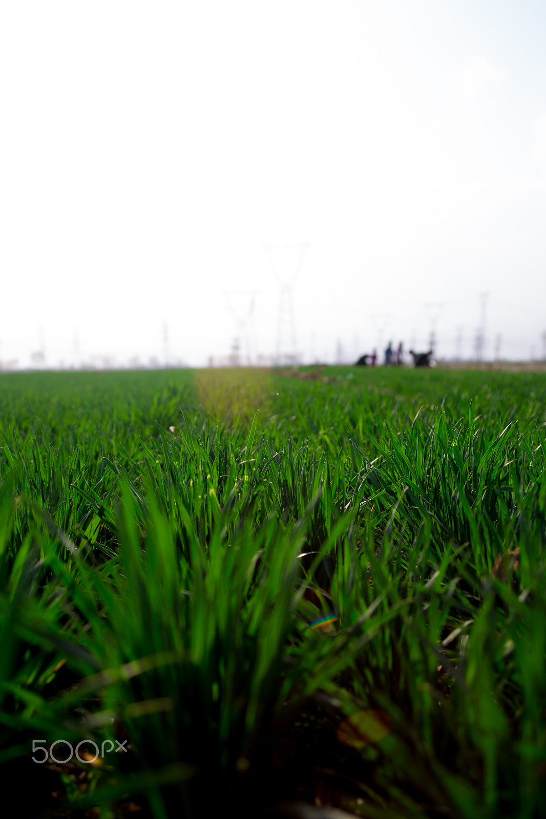 Canon EF 28-80mm f/2.8-4L sample photo. Wheat grass photography